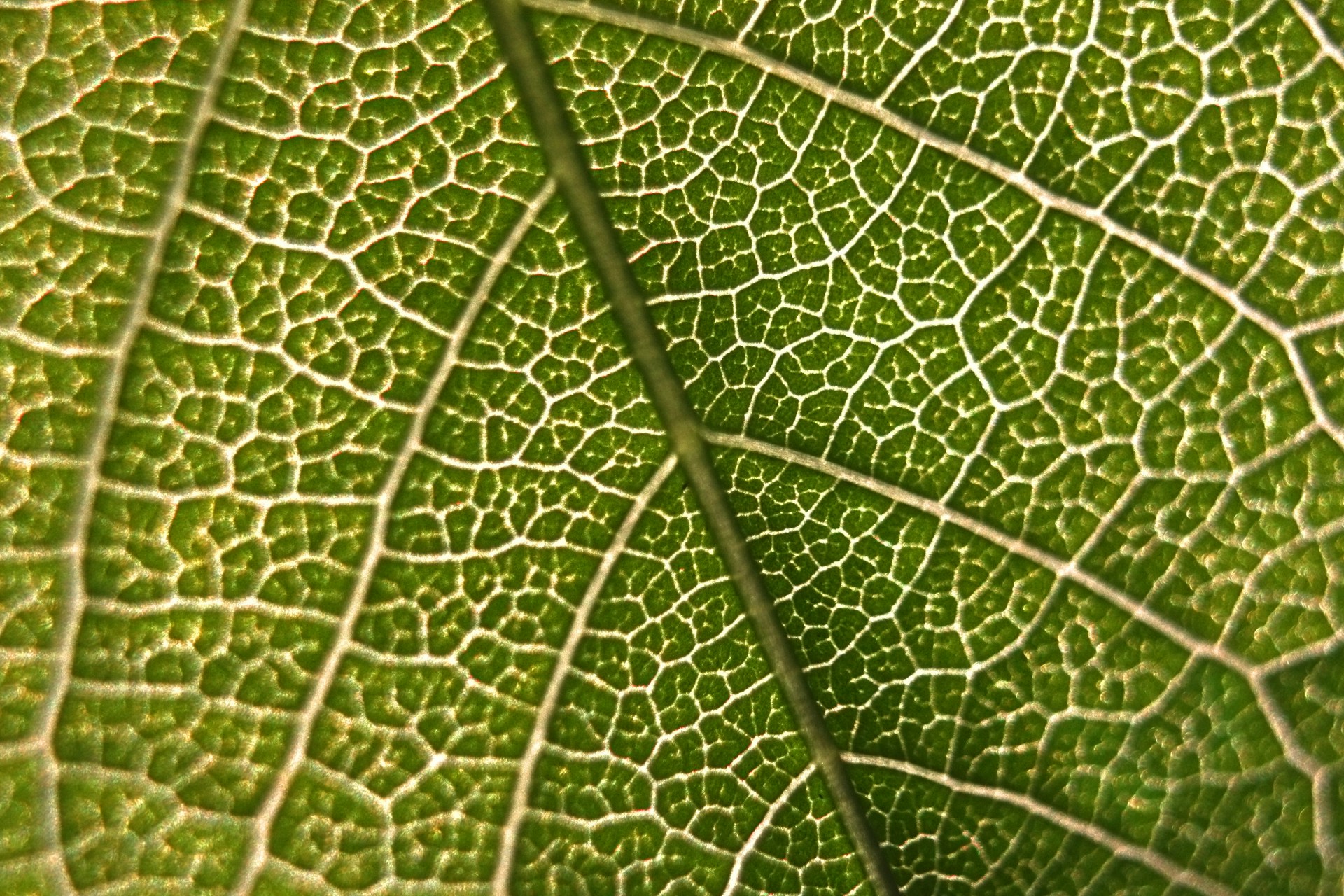 Just the veins. You're not testing the whole leaf, just the plumbing inside it.
