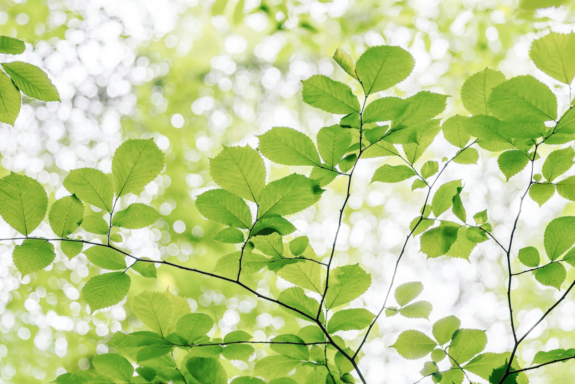 The whole leaf now; stem, veins, edges all working together. The tree's back there somewhere, but it's not what you're focused on.
