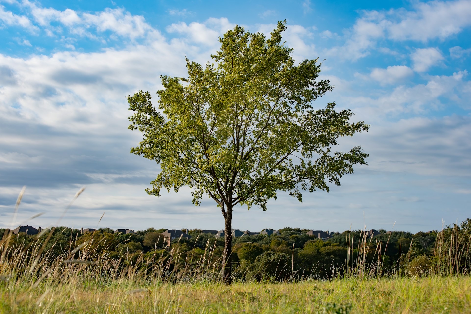 One tree, real soil, real weather. You're still pointed at a specific thing, but the environment isn't faked.